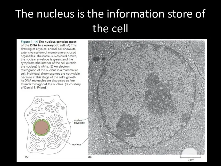 The nucleus is the information store of the cell