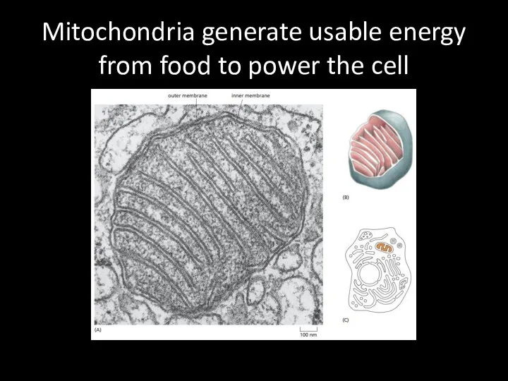Mitochondria generate usable energy from food to power the cell