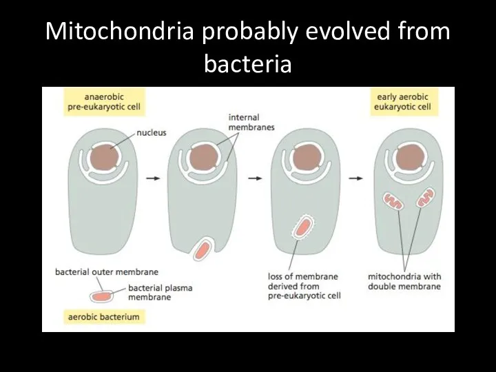 Mitochondria probably evolved from bacteria
