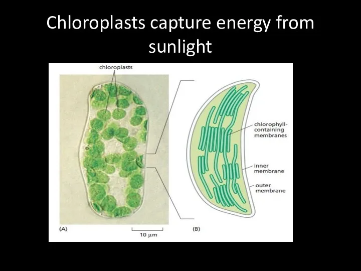 Chloroplasts capture energy from sunlight