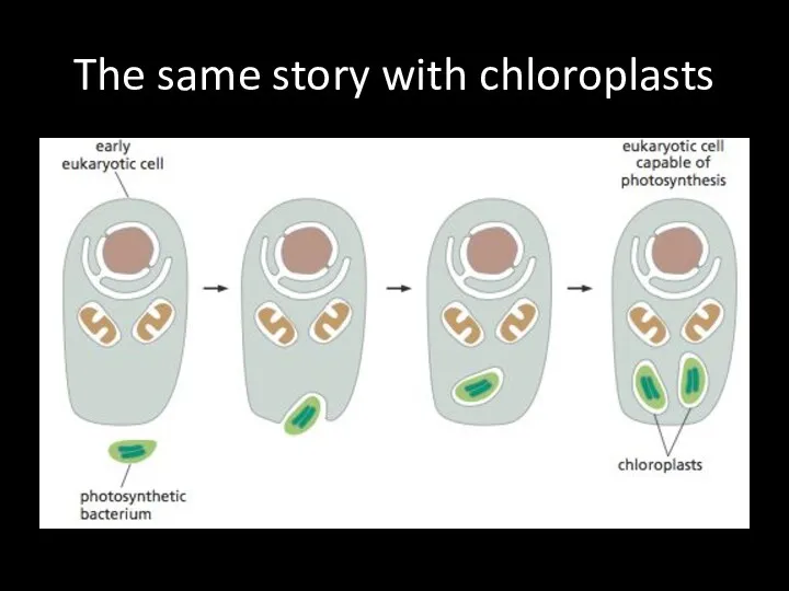 The same story with chloroplasts