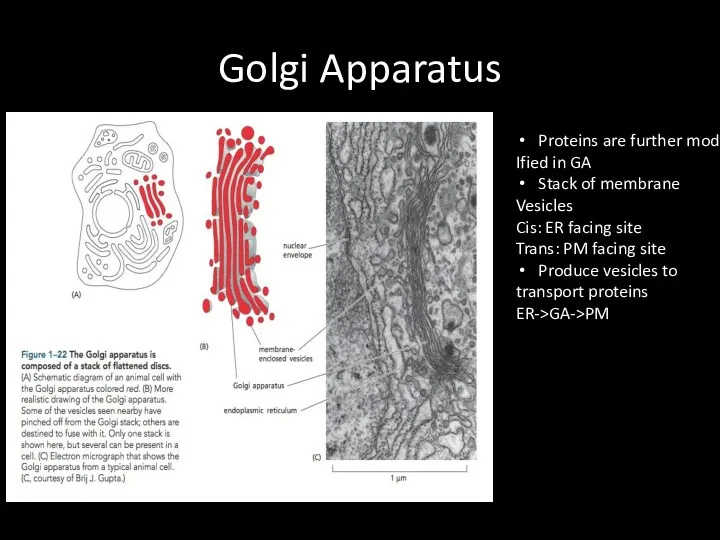 Golgi Apparatus Proteins are further mod Ified in GA Stack of membrane Vesicles