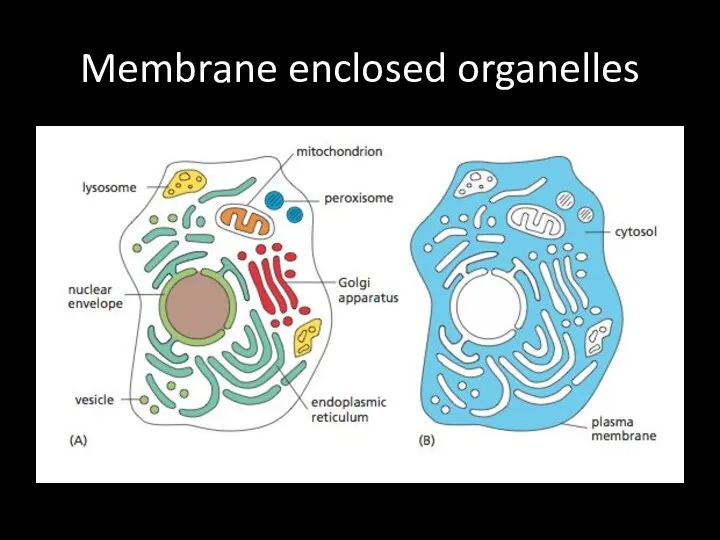 Membrane enclosed organelles