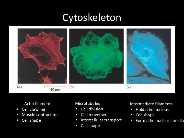 Cytoskeleton Actin filaments Cell crawling Muscle contraction Cell shape Microtubules Cell division Cell
