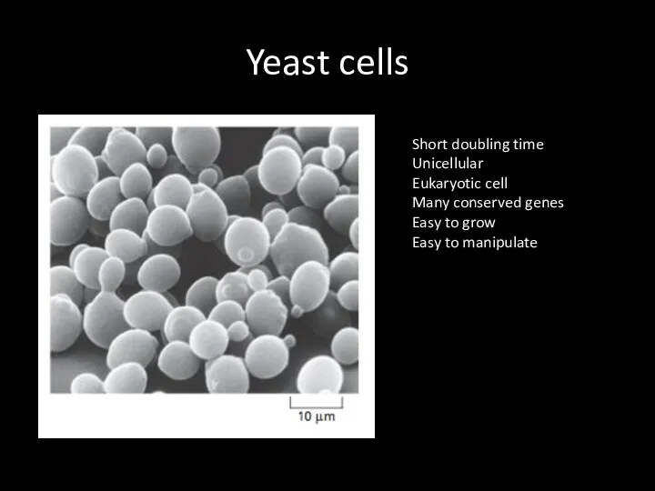 Yeast cells Short doubling time Unicellular Eukaryotic cell Many conserved genes Easy to