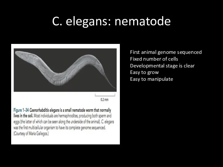 C. elegans: nematode First animal genome sequenced Fixed number of cells Developmental stage