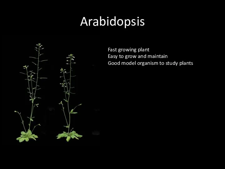 Arabidopsis Fast growing plant Easy to grow and maintain Good model organism to study plants