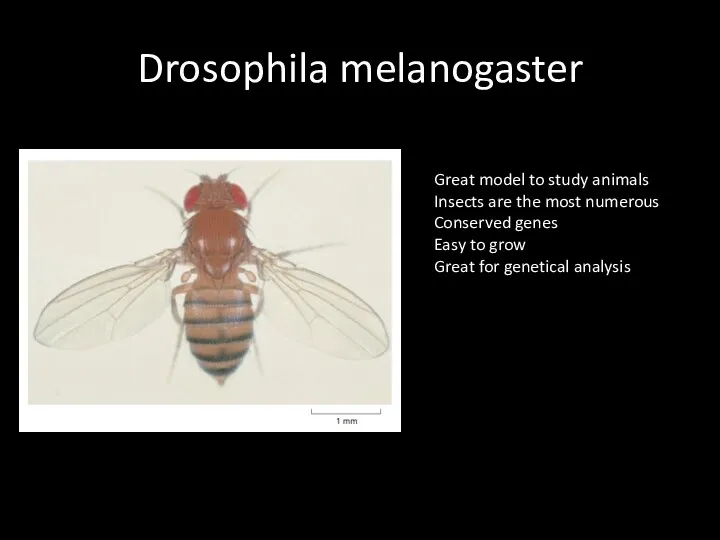 Drosophila melanogaster Great model to study animals Insects are the most numerous Conserved