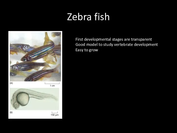 Zebra fish First developmental stages are transparent Good model to study vertebrate development Easy to grow