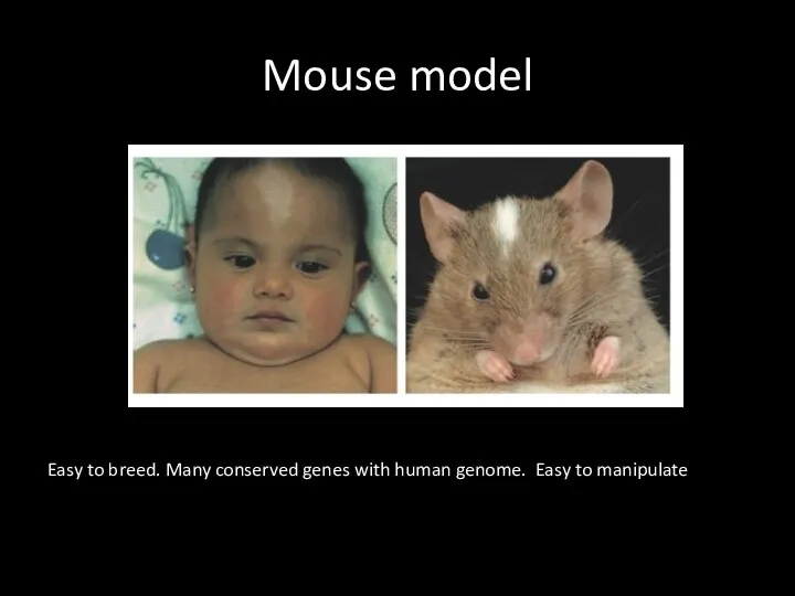 Mouse model Easy to breed. Many conserved genes with human genome. Easy to manipulate