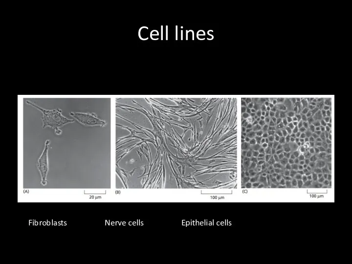 Cell lines Fibroblasts Nerve cells Epithelial cells