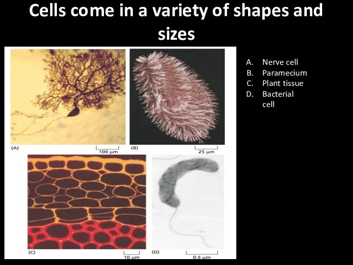 Cells come in a variety of shapes and sizes Nerve cell Paramecium Plant tissue Bacterial cell