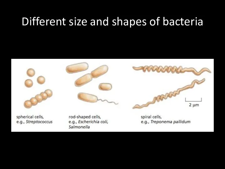 Different size and shapes of bacteria