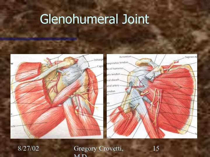 8/27/02 Gregory Crovetti, M.D. Glenohumeral Joint