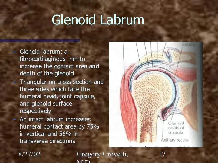 8/27/02 Gregory Crovetti, M.D. Glenoid Labrum Glenoid labrum: a fibrocartilaginous