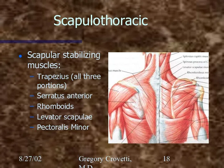 8/27/02 Gregory Crovetti, M.D. Scapulothoracic Scapular stabilizing muscles: Trapezius (all