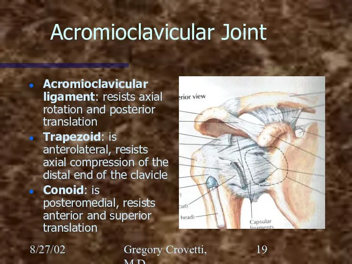 8/27/02 Gregory Crovetti, M.D. Acromioclavicular Joint Acromioclavicular ligament: resists axial