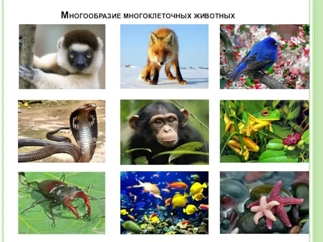 Многообразие многоклеточных животных