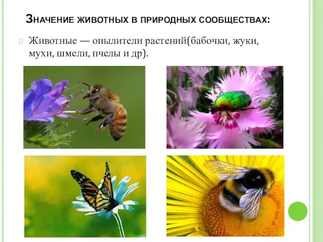 Значение животных в природных сообществах: Животные — опылители растений(бабочки, жуки, мухи, шмели, пчелы и др).