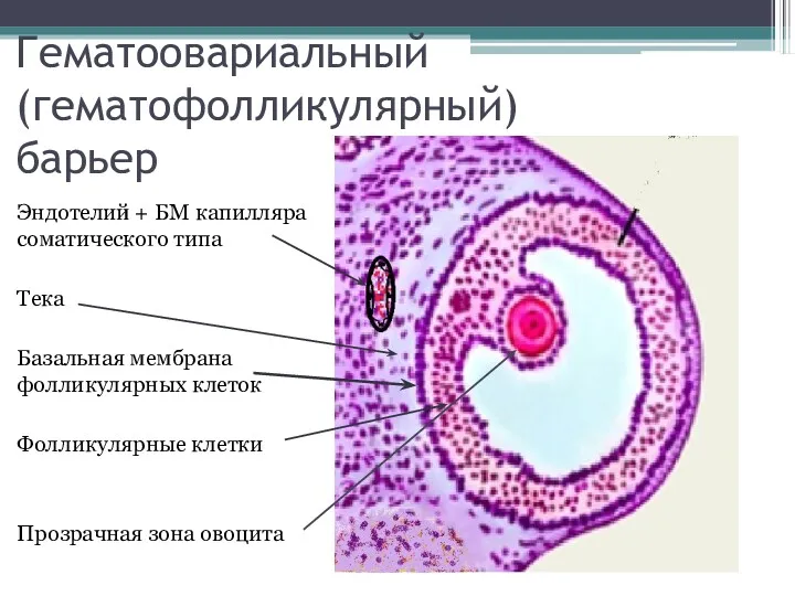 Гематоовариальный (гематофолликулярный) барьер Эндотелий + БМ капилляра соматического типа Тека