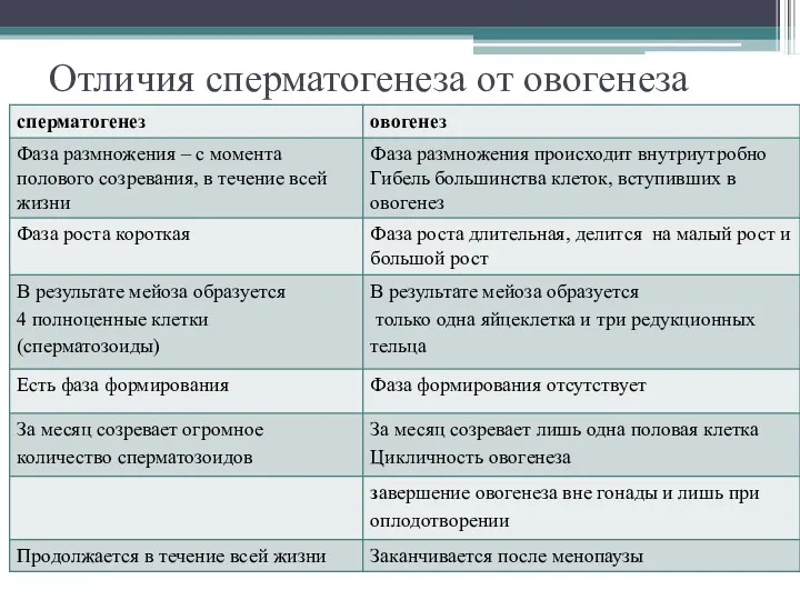 Отличия сперматогенеза от овогенеза