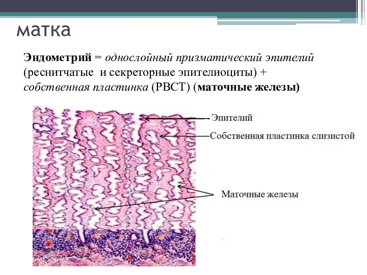 матка Эндометрий = однослойный призматический эпителий (реснитчатые и секреторные эпителиоциты) + собственная пластинка (РВСТ) (маточные железы)