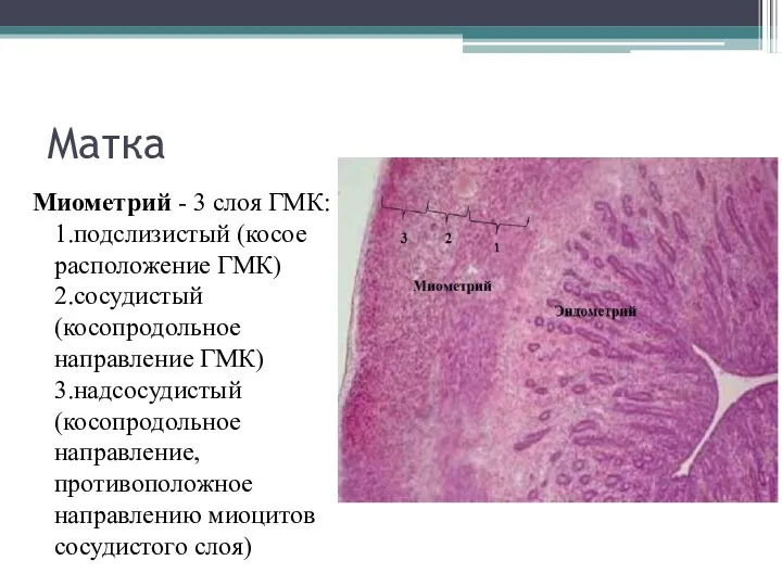 Матка Миометрий - 3 слоя ГМК: 1.подслизистый (косое расположение ГМК)