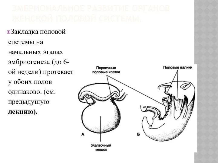 Закладка половой системы на начальных этапах эмбриогенеза (до 6-ой недели)