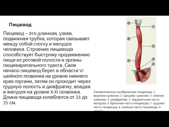 Пищевод Пищевод – это длинная, узкая, подвижная трубка, которая связывает между собой глотку