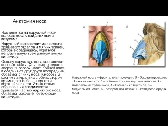 Анатомия носа Нос делится на наружный нос и полость носа с придаточными пазухами.