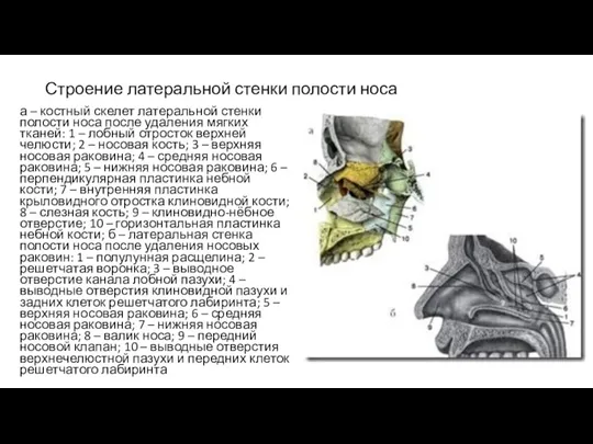 Строение латеральной стенки полости носа а – костный скелет латеральной стенки полости носа