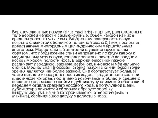 Верхнечелюстные пазухи (sinus maxillaris) - парные, расположены в теле верхней