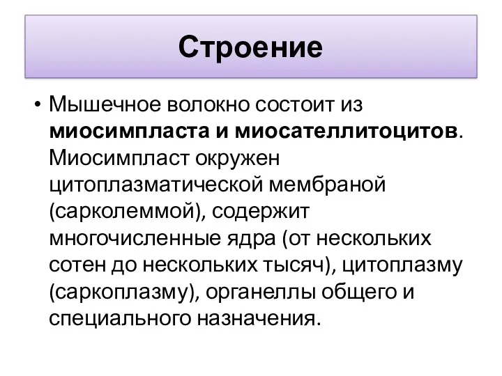 Строение Мышечное волокно состоит из миосимпласта и миосателлитоцитов. Миосимпласт окружен