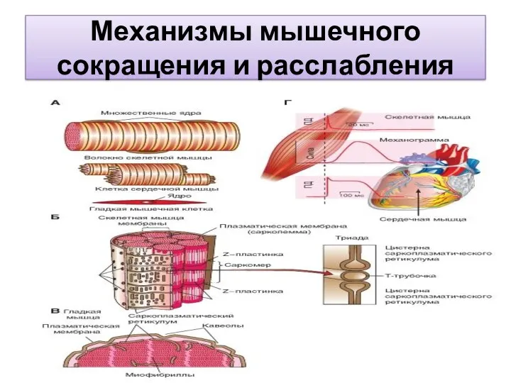 Механизмы мышечного сокращения и расслабления