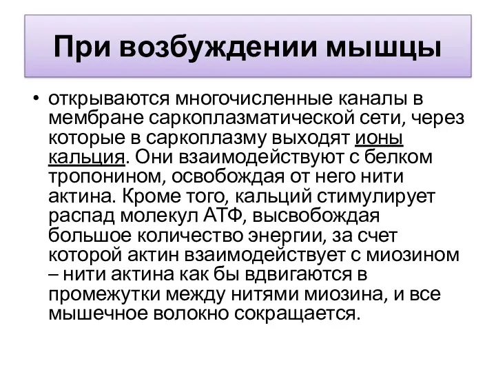 При возбуждении мышцы открываются многочисленные каналы в мембране саркоплазматической сети, через которые в