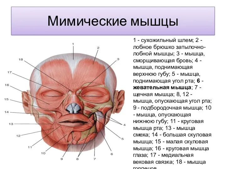 Мимические мышцы 1 - сухожильный шлем; 2 - лобное брюшко затылочно-лобной мышцы; 3