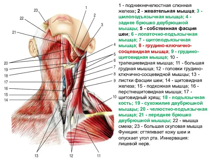1 - поднижнечелюстная слюнная железа; 2 - жевательная мышца; 3 - шилоподъязычная мышца;
