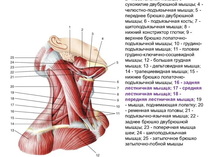 2 - жевательная мышца; 3 - сухожилие двубрюшной мышцы; 4 - челюстно-подъязычная мышца;