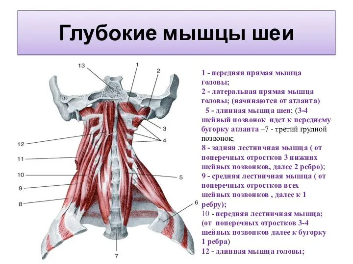 Глубокие мышцы шеи 1 - передняя прямая мышца головы; 2 - латеральная прямая