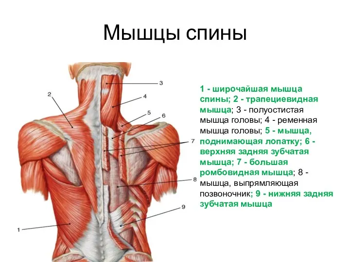 Мышцы спины 1 - широчайшая мышца спины; 2 - трапециевидная