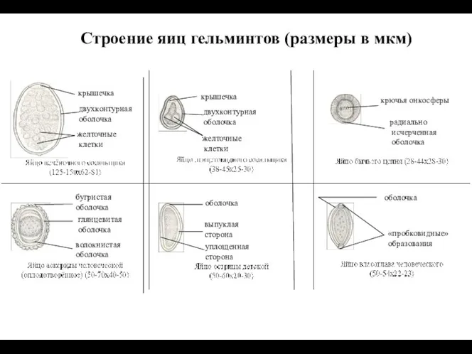 Строение яиц гельминтов (размеры в мкм) крышечка двухконтурная оболочка желточные