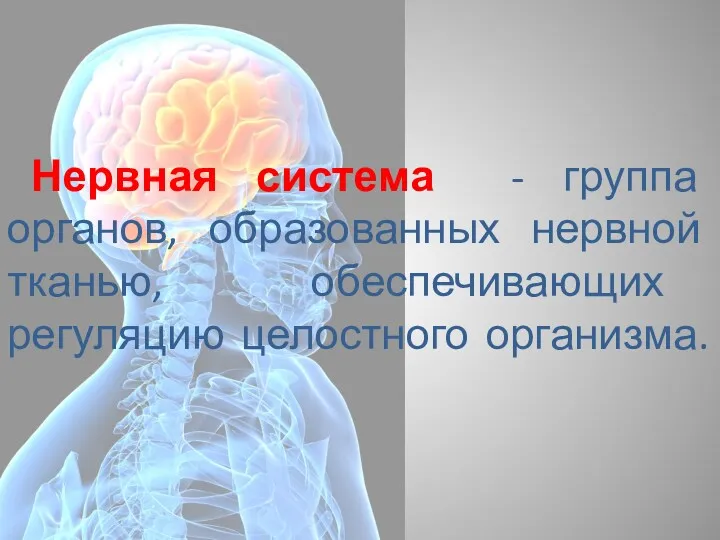 Нервная система - группа органов, образованных нервной тканью, обеспечивающих регуляцию целостного организма.