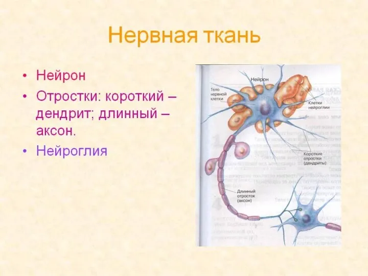 Строение нейрона дендриты тело нейрона аксон