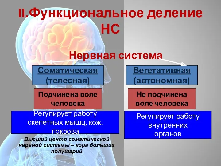 II.Функциональное деление НС Нервная система Соматическая (телесная) Вегетативная (автономная) (