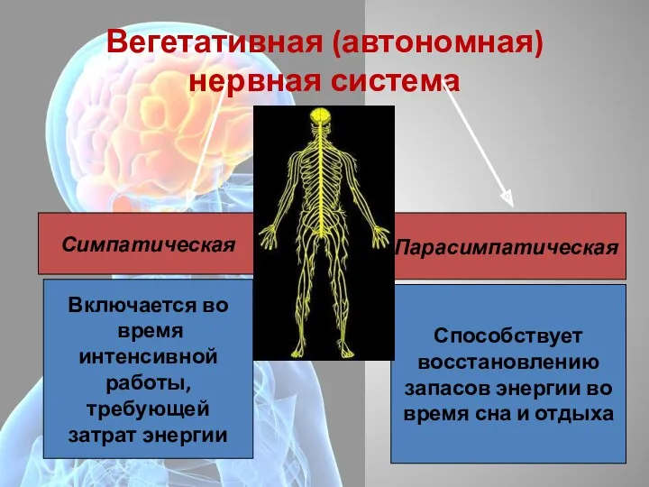 Вегетативная (автономная) нервная система Парасимпатическая Включается во время интенсивной работы,