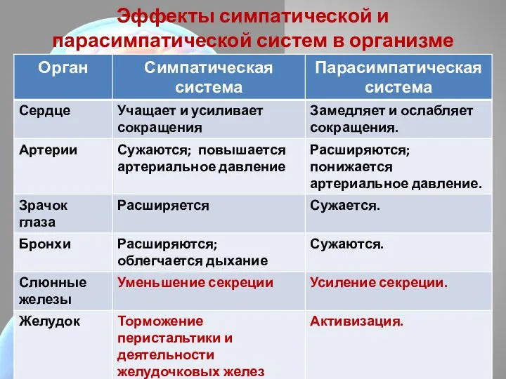 Эффекты симпатической и парасимпатической систем в организме