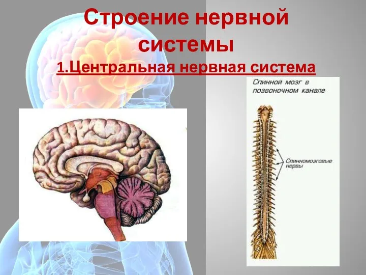 Строение нервной системы 1.Центральная нервная система