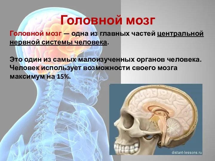 Головной мозг Головной мозг — одна из главных частей центральной