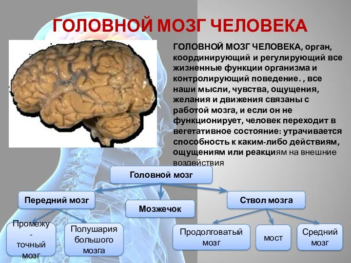 ГОЛОВНОЙ МОЗГ ЧЕЛОВЕКА ГОЛОВНОЙ МОЗГ ЧЕЛОВЕКА, орган, координирующий и регулирующий