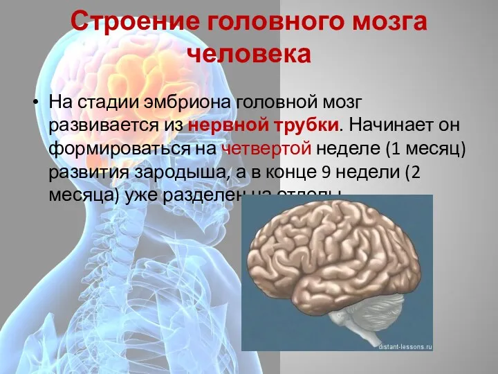 Строение головного мозга человека На стадии эмбриона головной мозг развивается